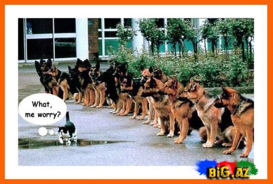 Maraqlı Şəkillər